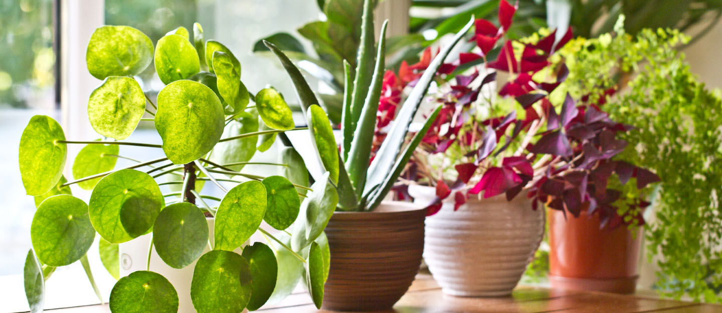 Bedroom Plants That Will Help You Sleep Better